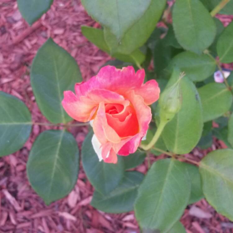 plant image 385840 plant image 385840