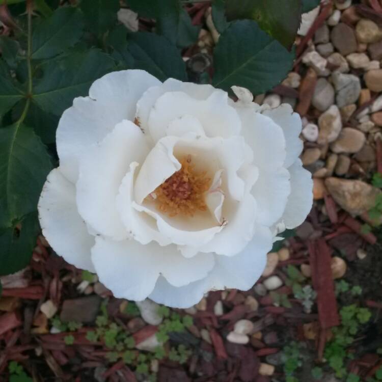 plant image 385848 plant image 385848