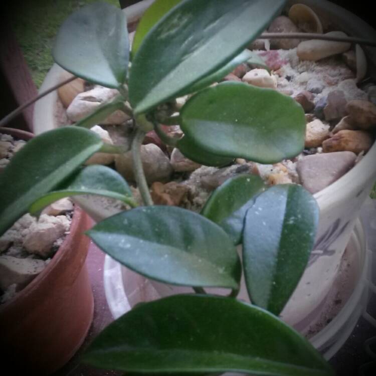 Plant image Hoya carnosa 'Rubra'