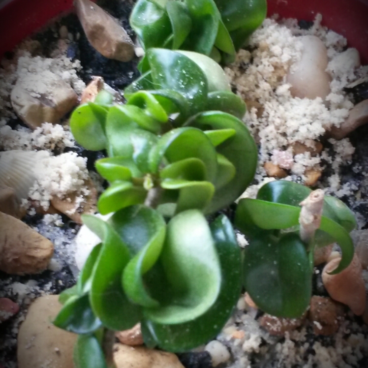 Plant image Hoya carnosa 'Compacta'