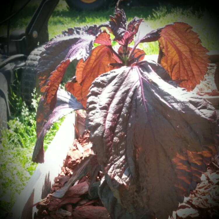 plant image 407681