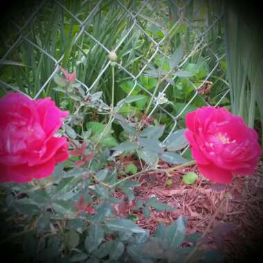 Rosa canina