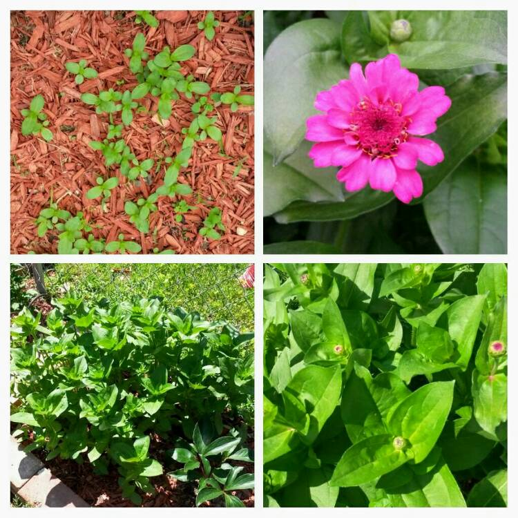 plant image 413816