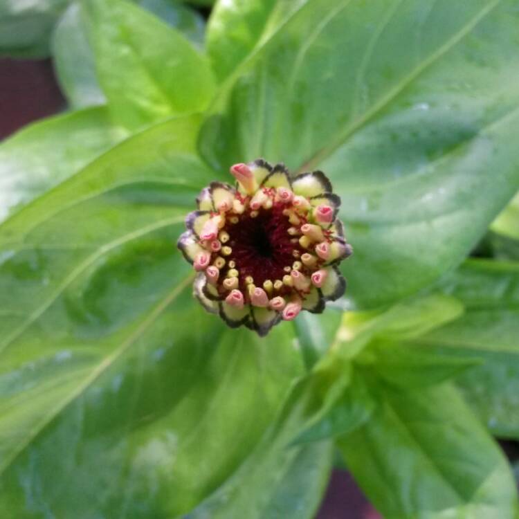 plant image 415787