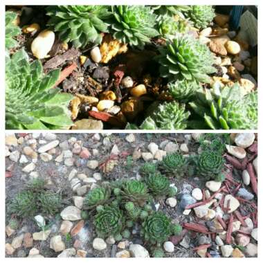 Sempervivum Calcareum