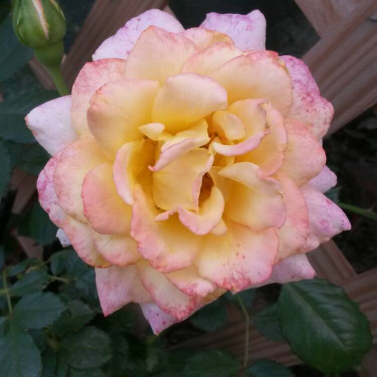 plant image 419626 plant image 419626