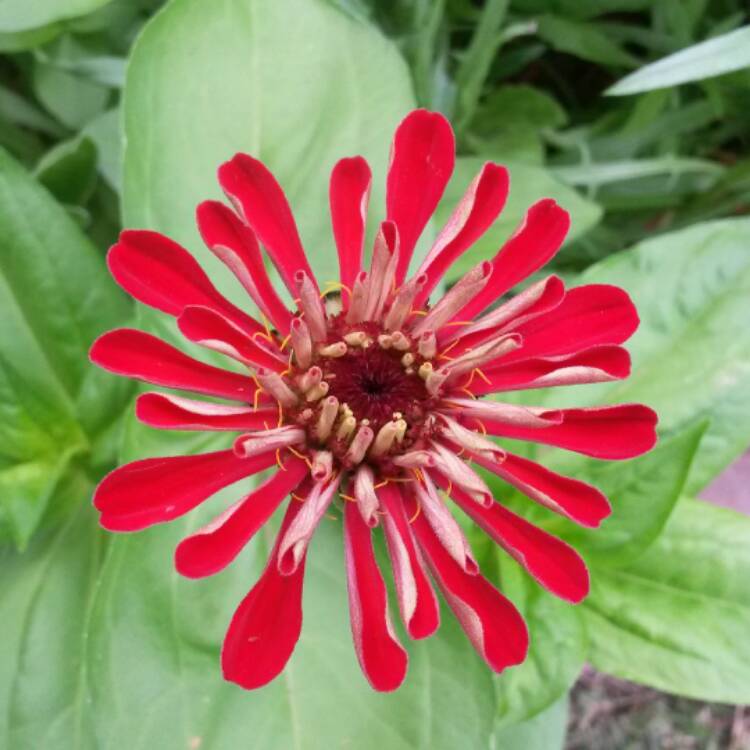 plant image 420521