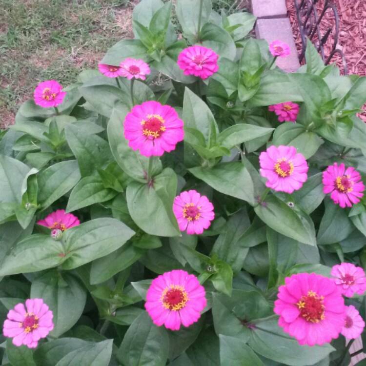 plant image 424021