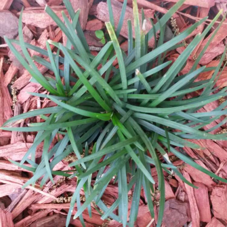plant image 425664 plant image 425664