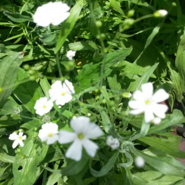 plant image 426480