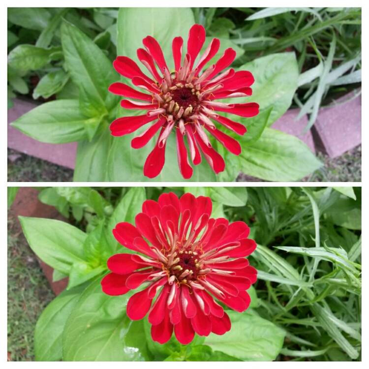 plant image 426648