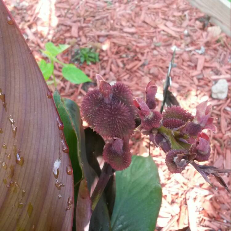 plant image 427442