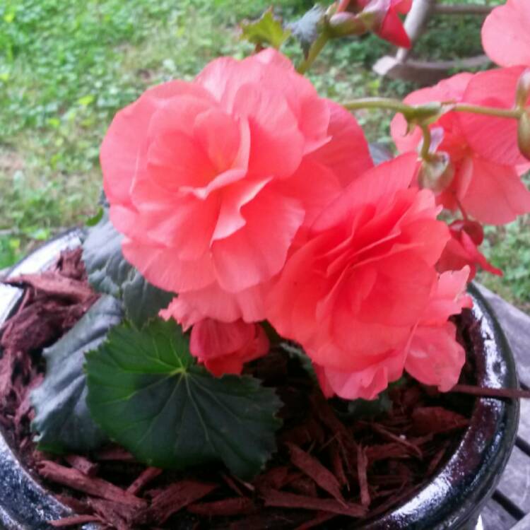 plant image 430400 plant image 430400