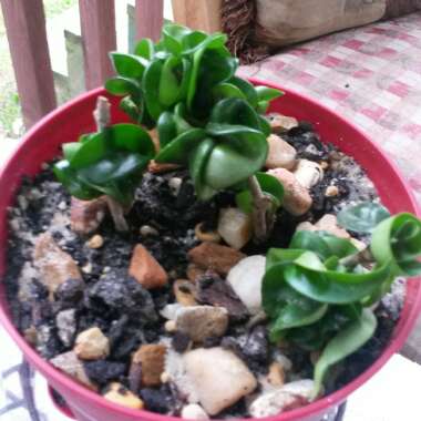 Hoya carnosa 'Compacta'