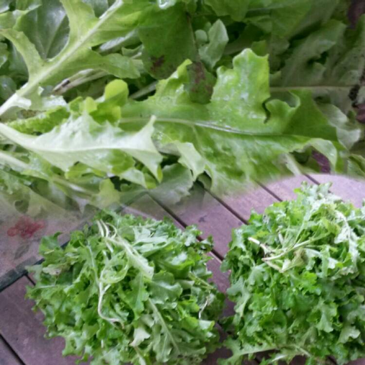 Plant image Lactuca sativa 'Salad Bowl'