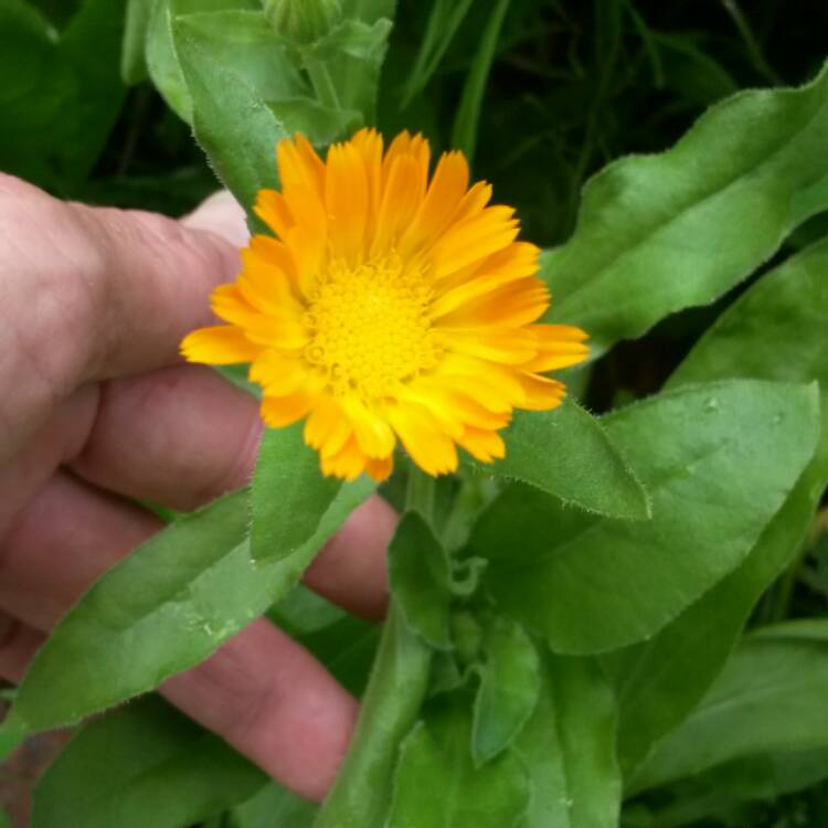 plant image 437295