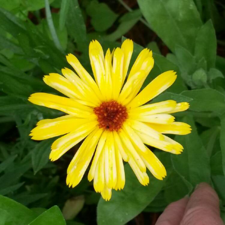 plant image 437299