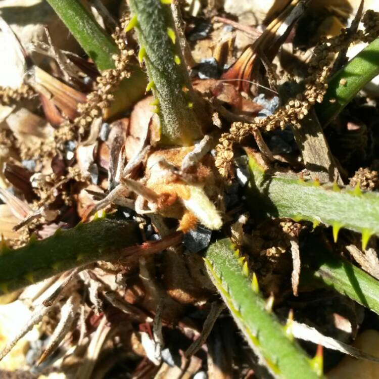 plant image 437814