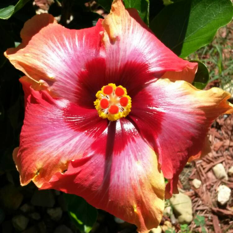 plant image 437819