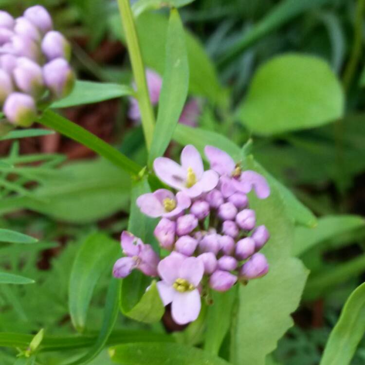 Plant image Iberis umbellata