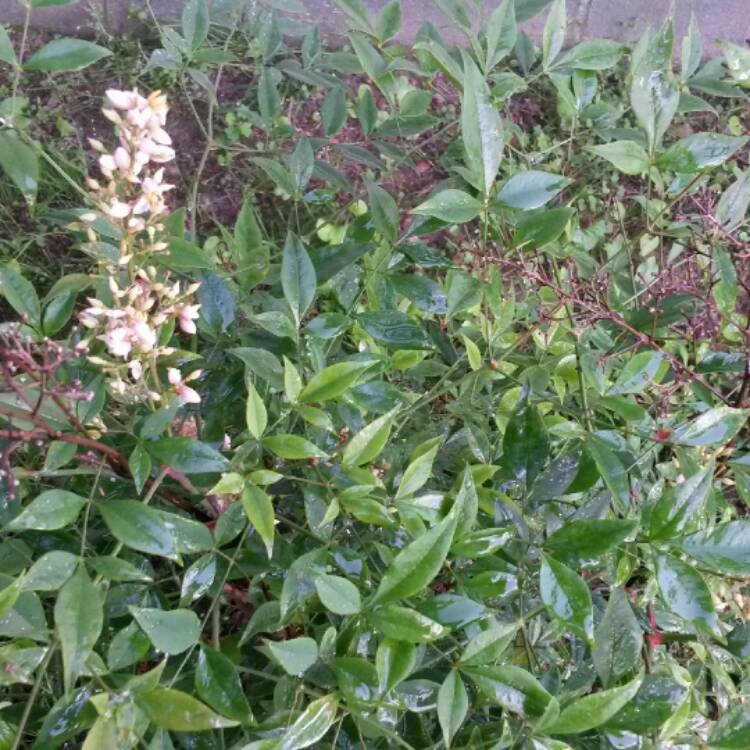 Plant image Nandina domestica 'Fire Power'