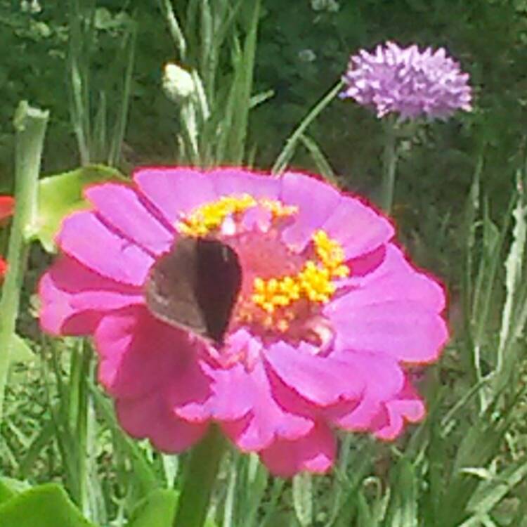 plant image 446888