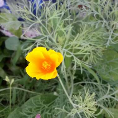 Eschscholzia californica