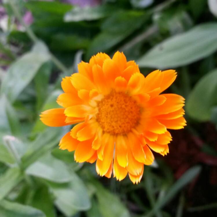 Plant image Coreopsis lanceolata