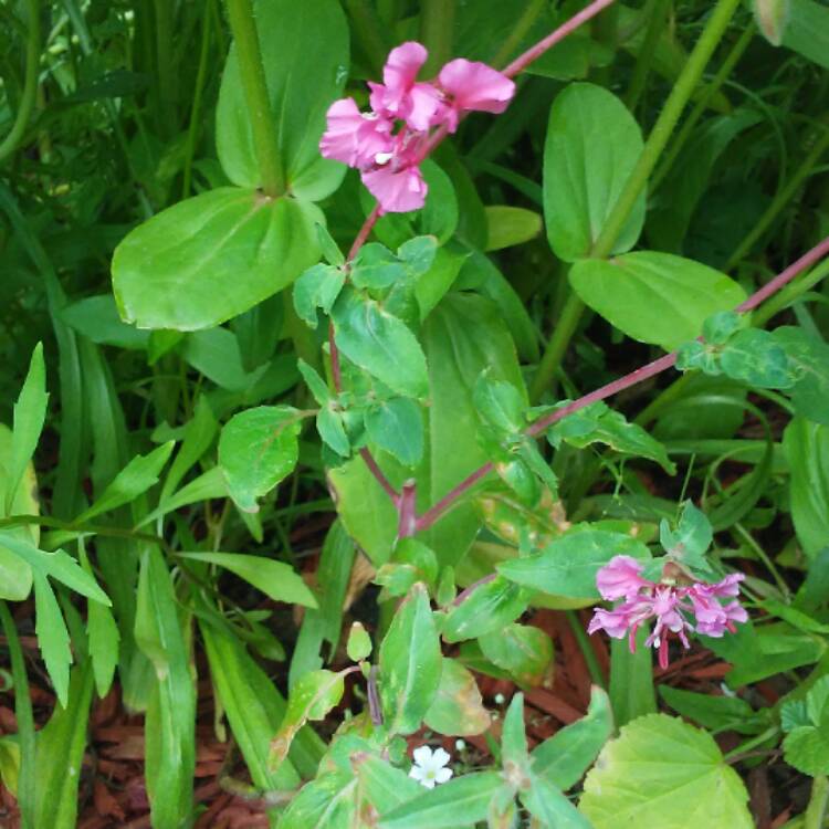 plant image 450934 plant image 450934