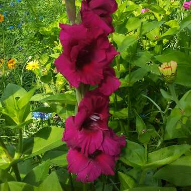 Gladiolus