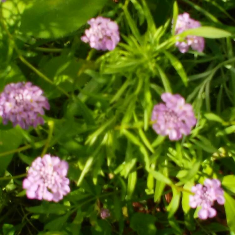 plant image 456204 plant image 456204
