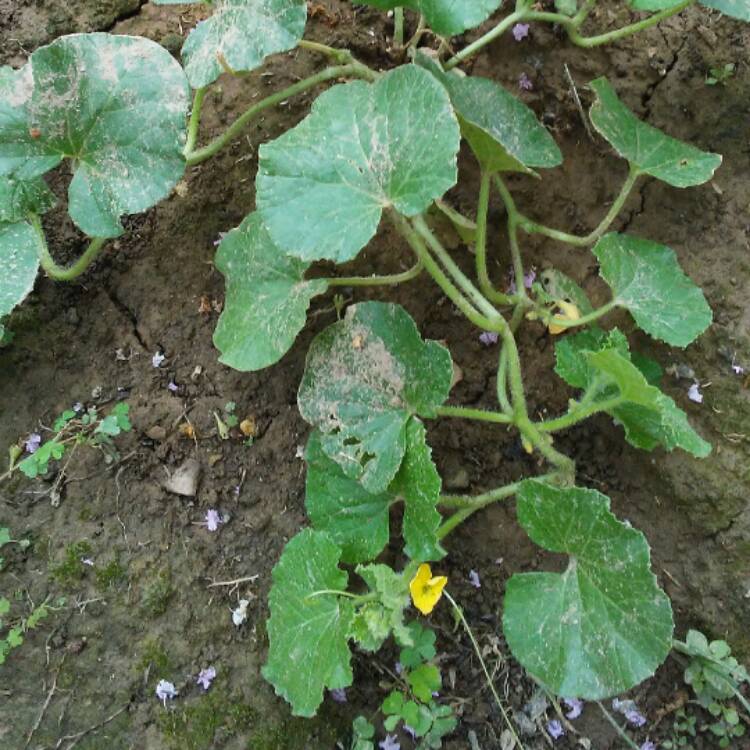 plant image 456222