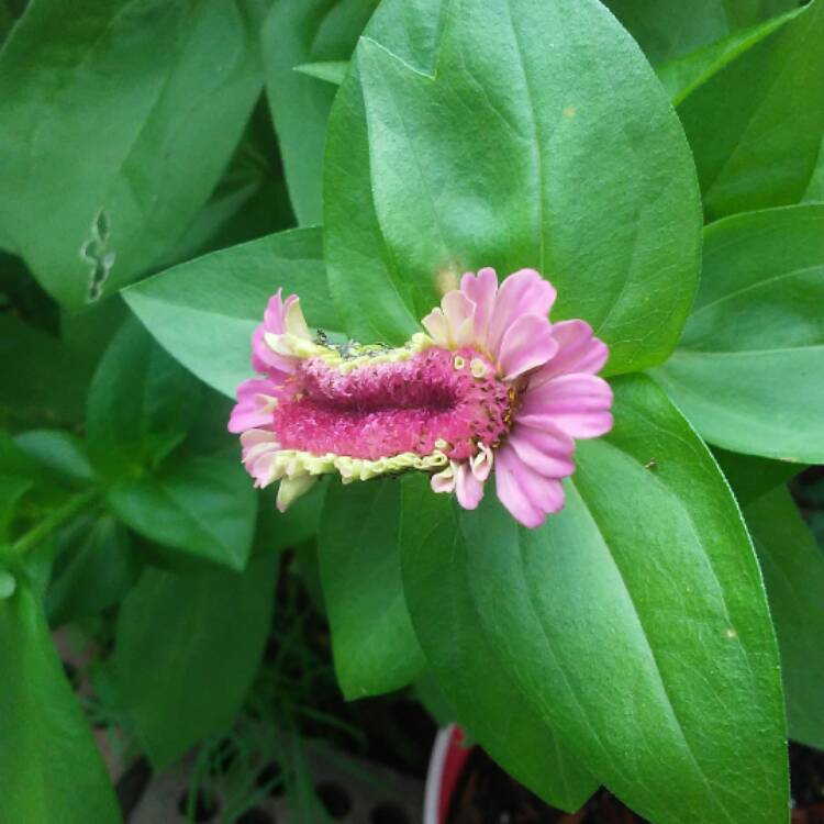 plant image 456648