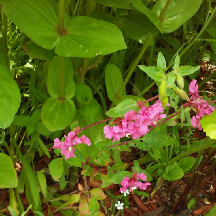 plant image 456777 plant image 456777