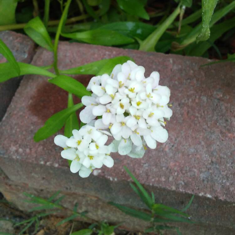 Plant image Iberis umbellata