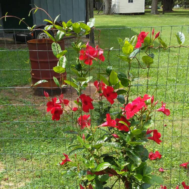 plant image 456809 plant image 456809