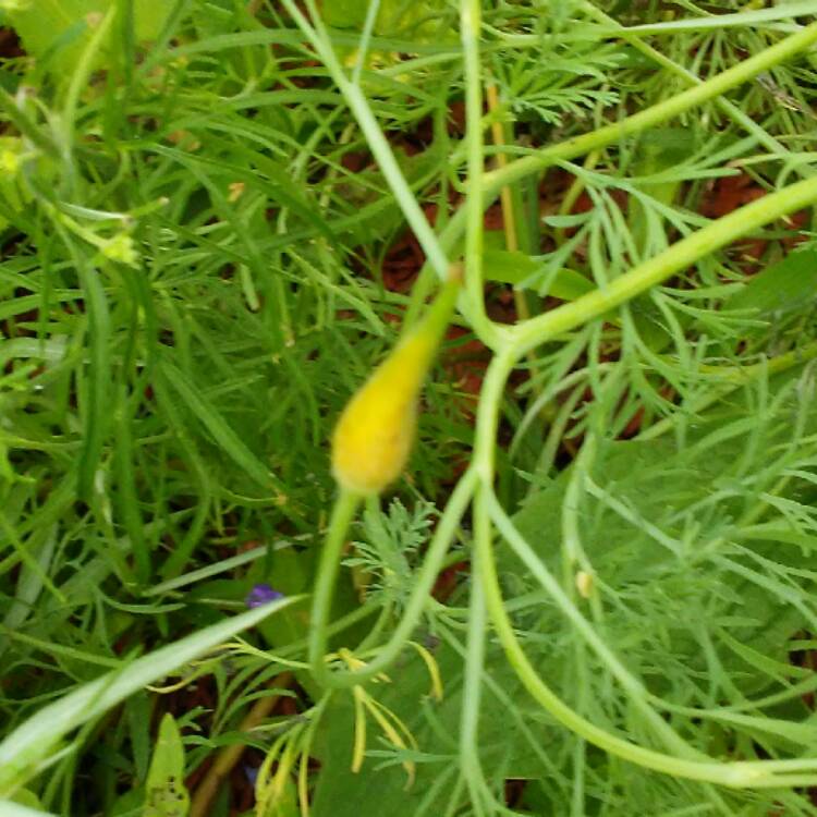 plant image 457404 plant image 457404