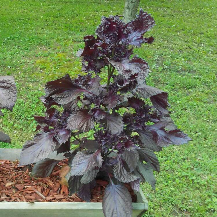 plant image 464375