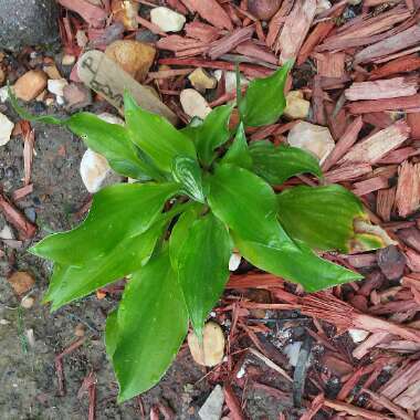 Hosta