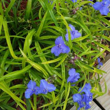 Tradescantia (Andersoniana Group) 'Sweet Kate'