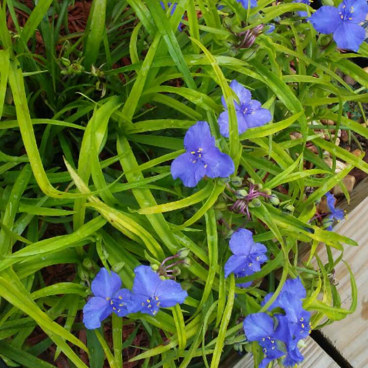 plant image 464570 plant image 464570