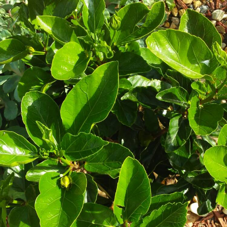 plant image 465317