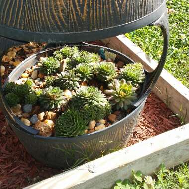 Sempervivum Calcareum