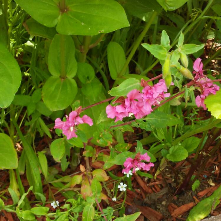 plant image 465402 plant image 465402
