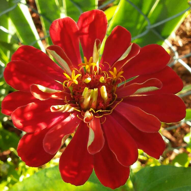 plant image 466361