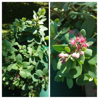 Sedum 'Vera Jameson'