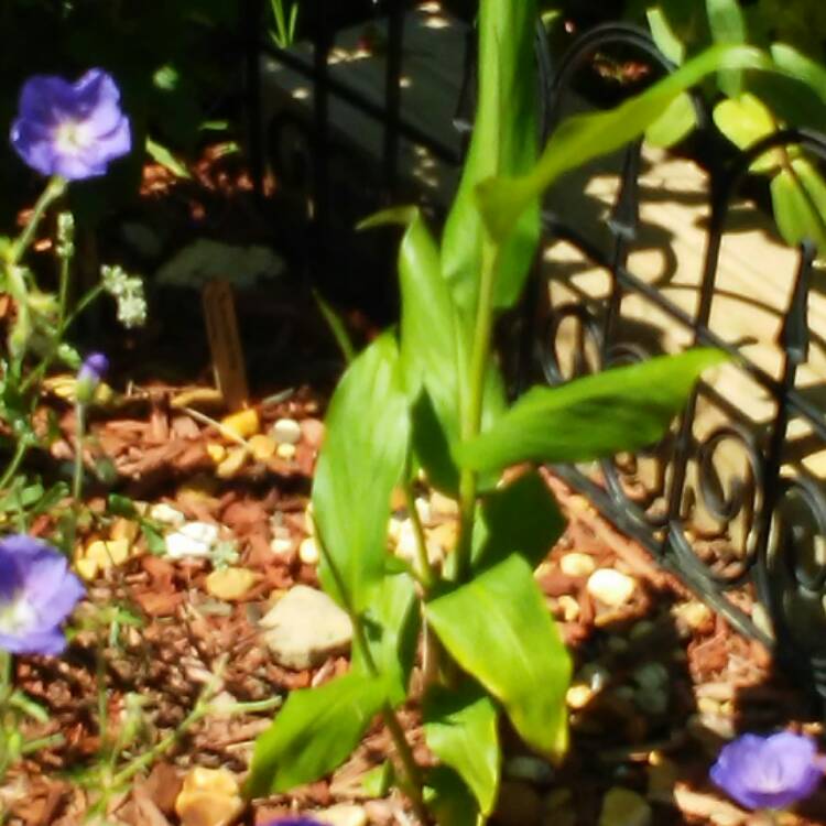 plant image 467751 plant image 467751