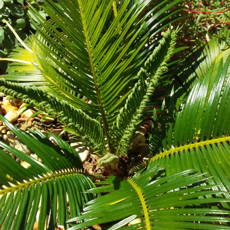 plant image 468488