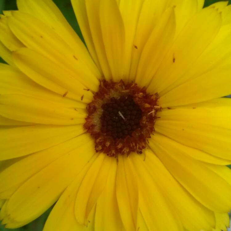 plant image 468599