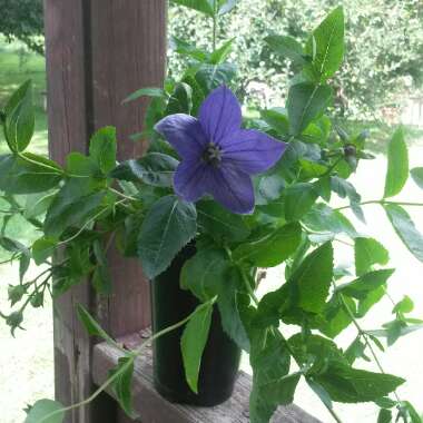 Platycodon grandiflorus 'Astra Blue' (Astra Series) syn. Campanula grandiflora 'Astra Blue'